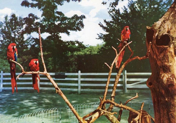 Goupe d'Aras de Macao