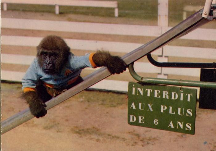 La petite gorille "Sidonie"