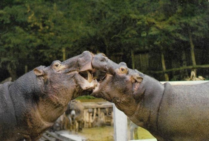 "Léon" et "Titine", les hippopotames