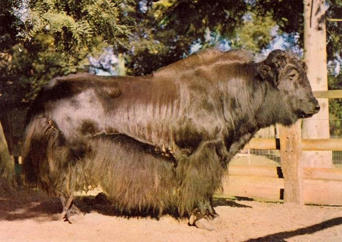 "Montagne Jackie" yack sans corne du Thibet