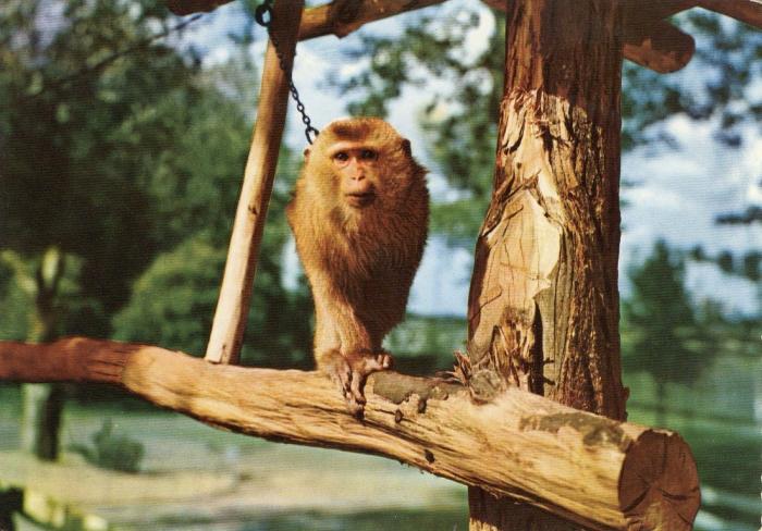 "Nana", la croqueuse de diamants couccy