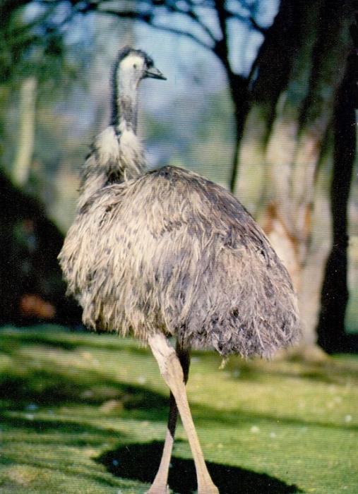 Autruche d'Australie