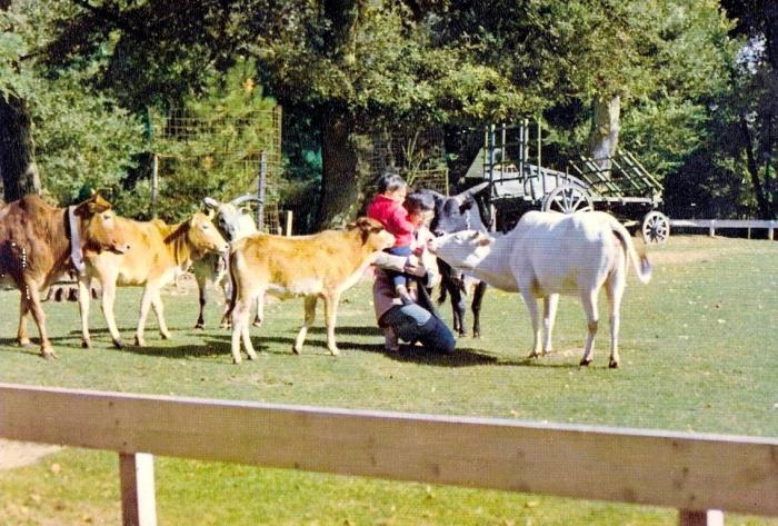 Zébus nains asiatiques