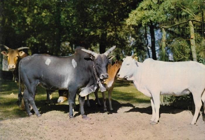 Zébus nains des Indes, Taurins du Dahomey