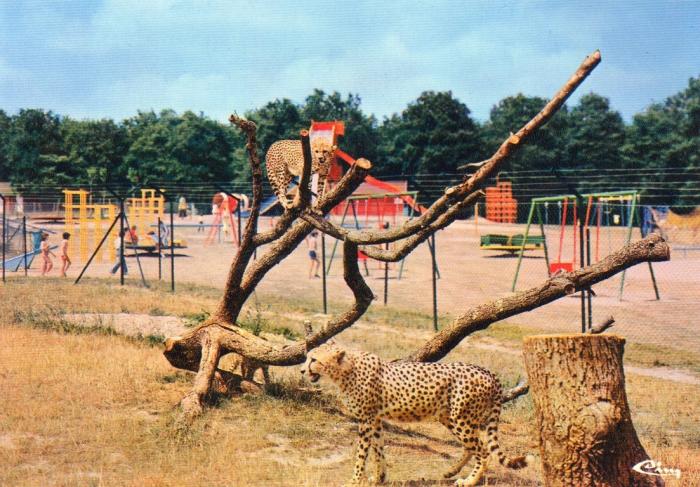 Parc aux guépards