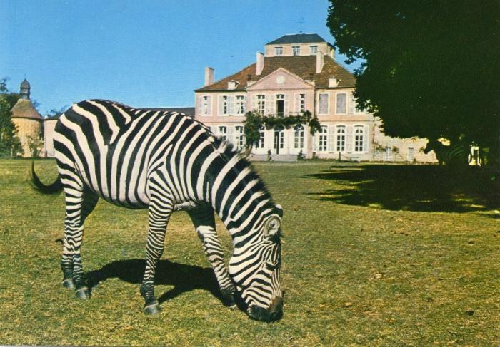 Zèbre devant le château