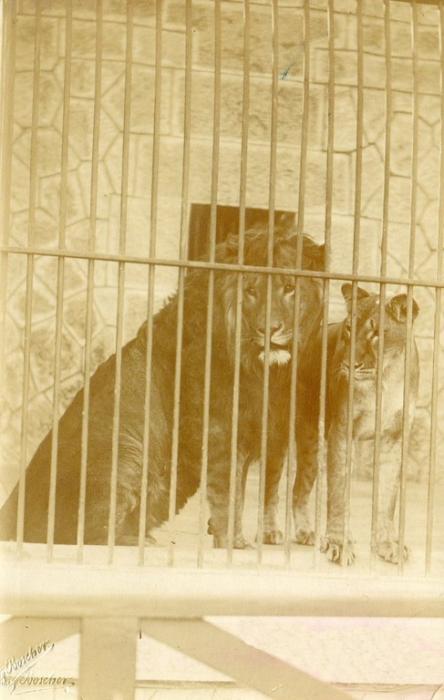 1901
