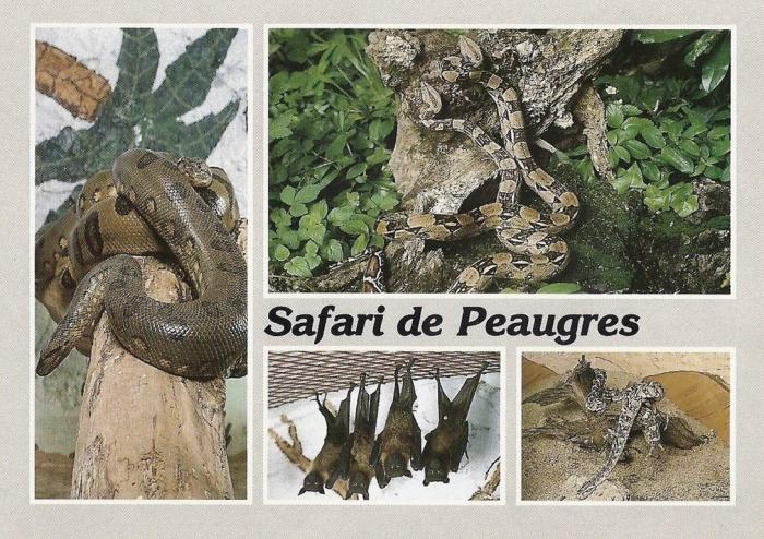Anaconda, Boa Constrictor, Roussettes, Vipère heurtante