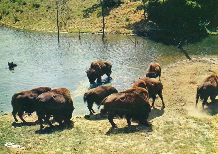 Bisons en liberté - 1985