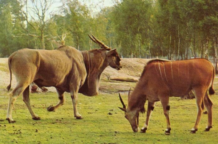 Elans du Cap en liberté - 1975