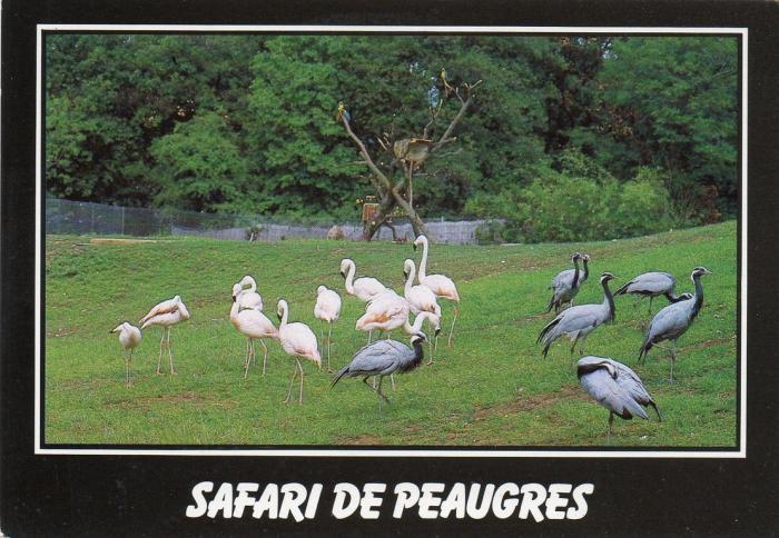 Flamants, Grues, Aras