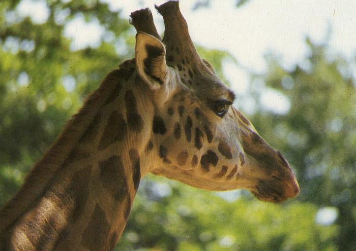 Girafe Rothschild - 1986