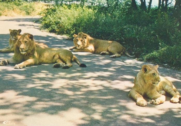 Groupe de Lions - 1981