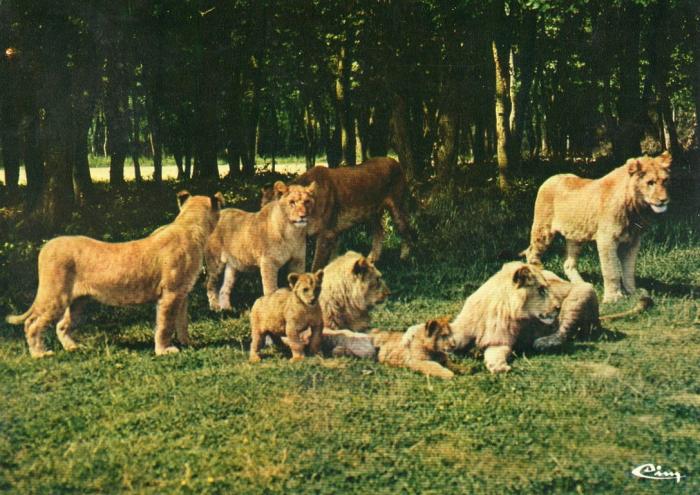 Groupe de lions - 1987