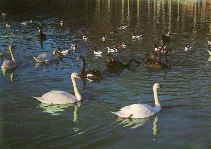 L’étang et les oiseaux - 1984