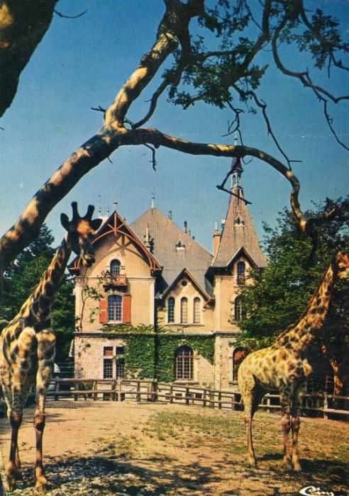 Les girafes - 1982