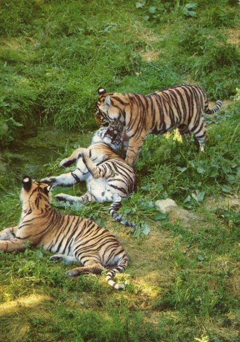 Les Tigres