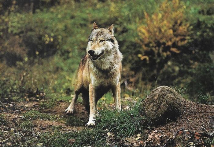 Loup
