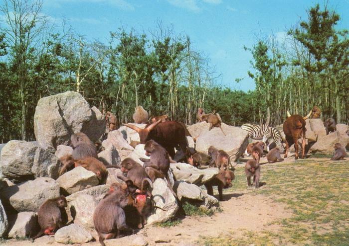 Singes - 1980