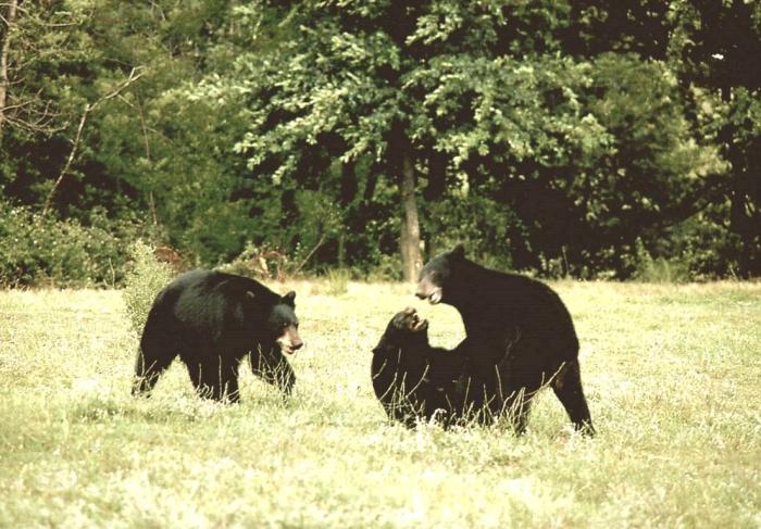 Ours