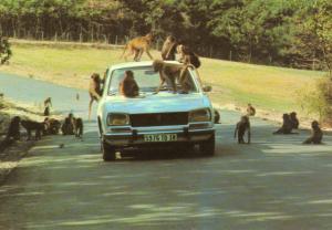 07 - Safari de Peaugres