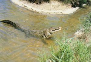 Alligator du Mississippi