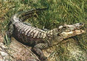 Alligator