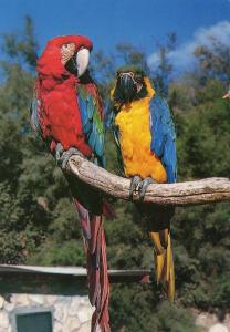 Ara ararauna et Ara chloroptère