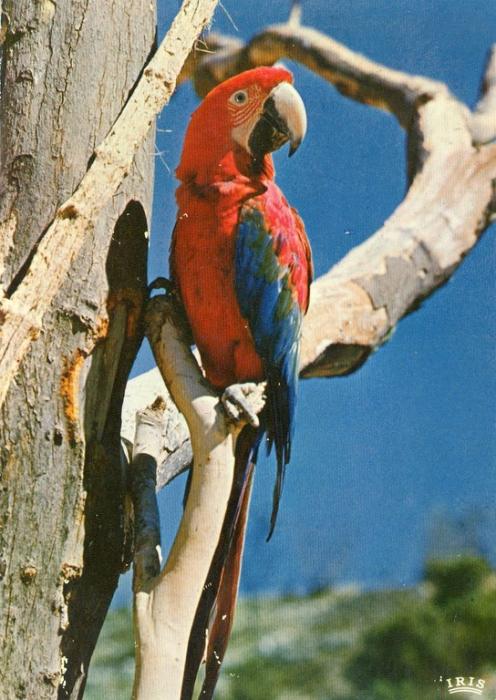 Ara chloroptère - 1986