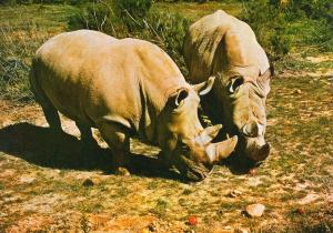 Couple de rhinocéros blancs