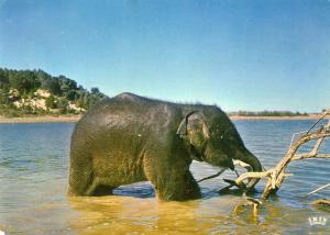 Eléphant d’Asie