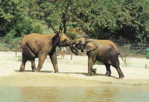 Eléphants d’Afrique