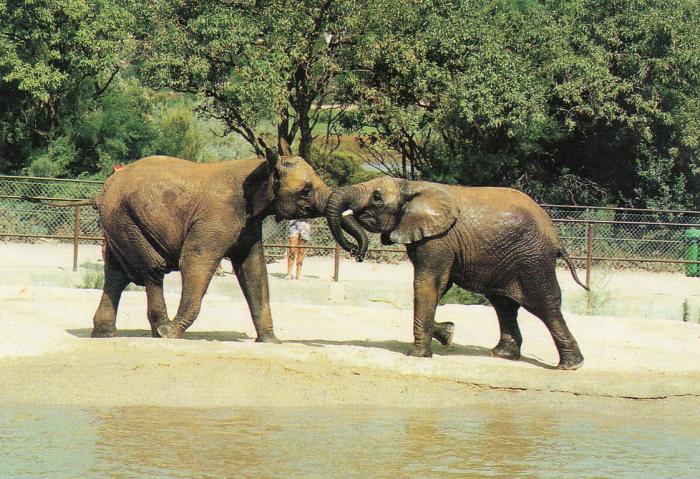 Eléphants d’Afrique