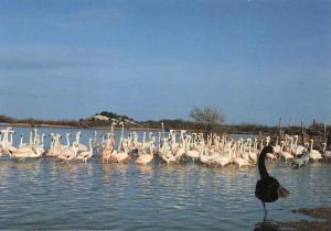 Flamants roses