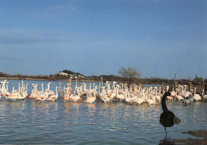 Flamants roses