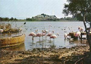 Flamants