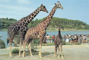 Girafe réticulée