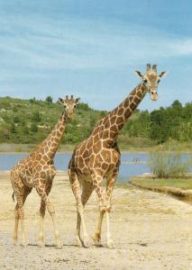 Girafe réticulée