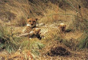 Guépard