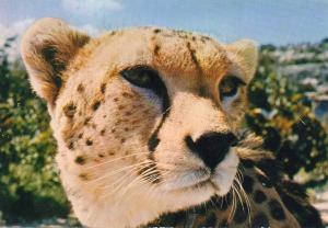 Guépard