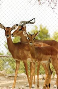 Impalas