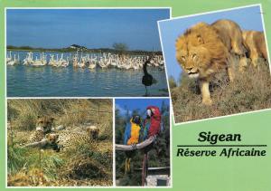 L’étang aux oiseaux - Lion - Guépard - Ara ararauna et chloroptère - 1992