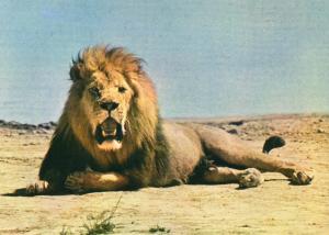 Lion