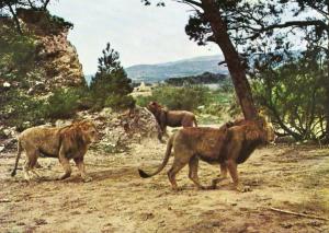 Lions - 1987