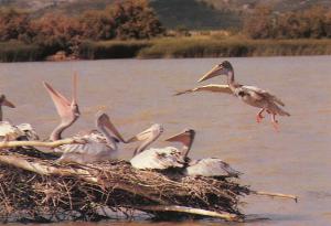 Pélican à dos rosé