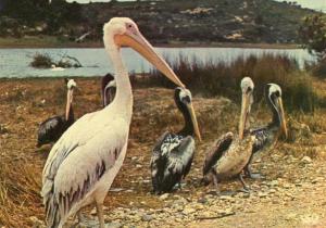 Pélicans