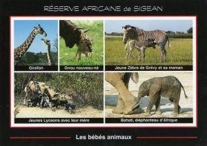 Réserve africaine de Sigean - 1999