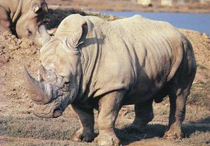 Rhinocéros blanc