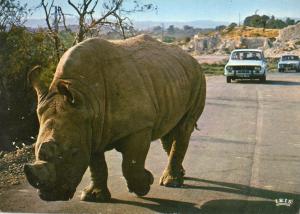 Rhinocéros blanc