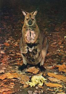 Wallaby